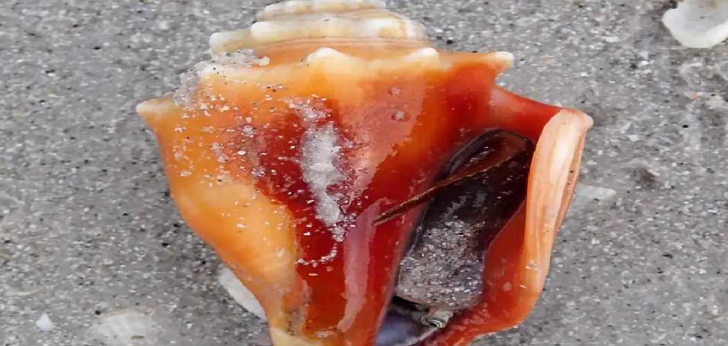 Fighting Conch Spiritual Meaning, Symbolism and Totem