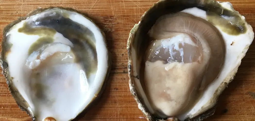 Flat Oyster Spiritual Meaning