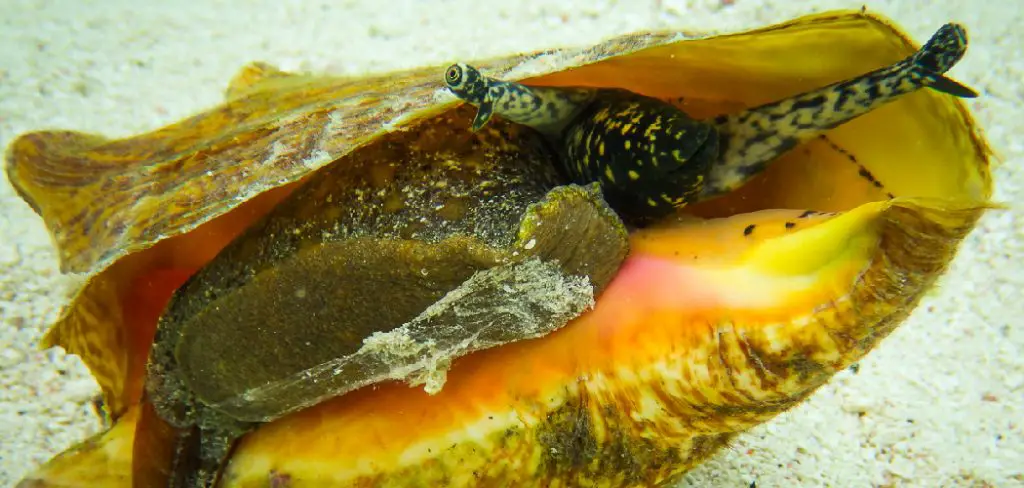 Hawkwing Conch Spiritual Meaning, Symbolism and Totem