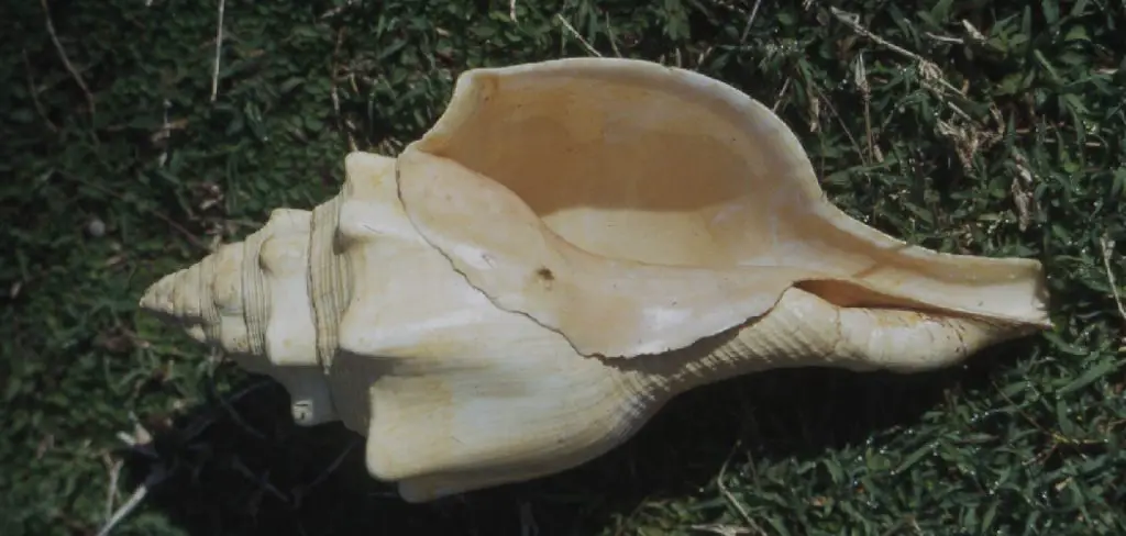Horse Conch Spiritual Meaning, Symbolism and Totem