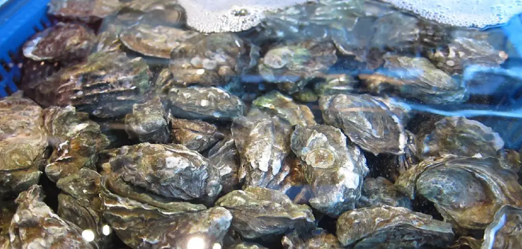 Kumamoto Oyster Spiritual Meaning