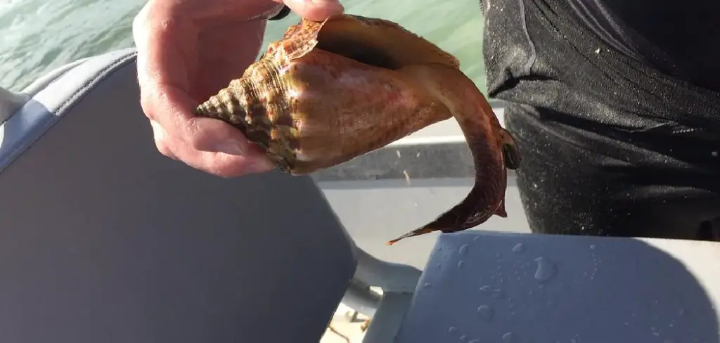 Milk Conch Spiritual Meaning, Symbolism and Totem