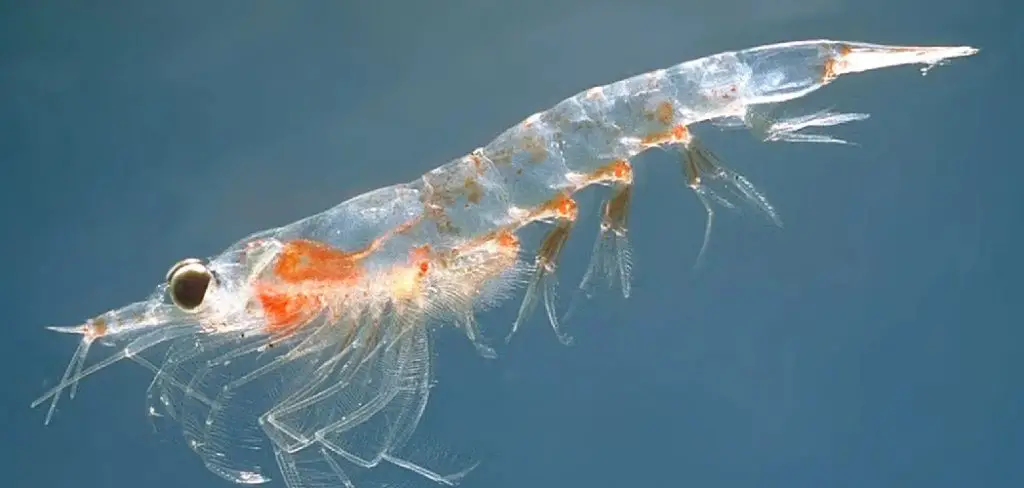 Northern krill Spiritual Meaning, Symbolism and Totem