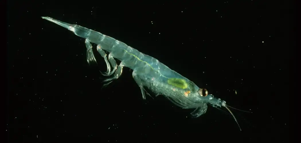 Pacific krill Spiritual Meaning, Symbolism and Totem