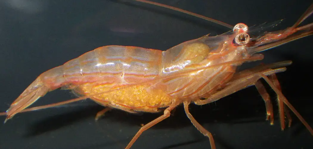Peppermint Shrimp Spiritual Meaning, Symbolism and Totem