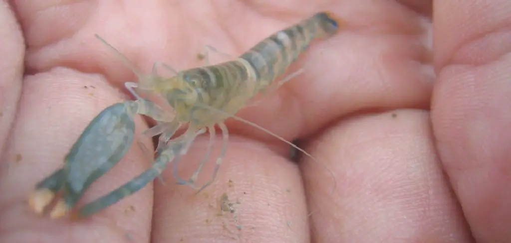 Pistol Shrimp Spiritual Meaning