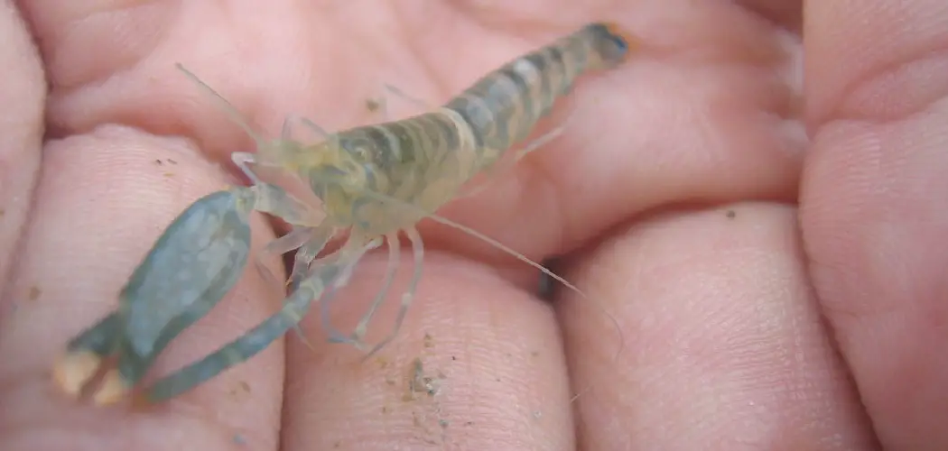 Pistol Shrimp Spiritual Meaning