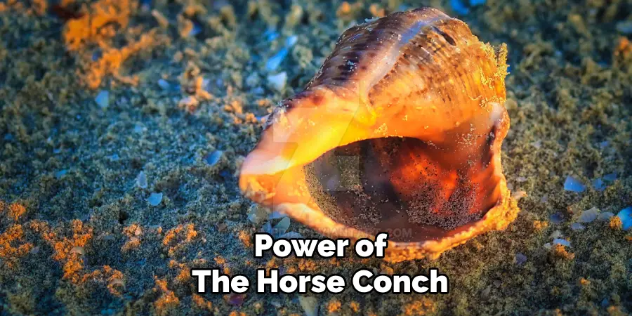 Power of
The Horse Conch