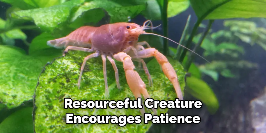 Resourceful Creature
Encourages Patience