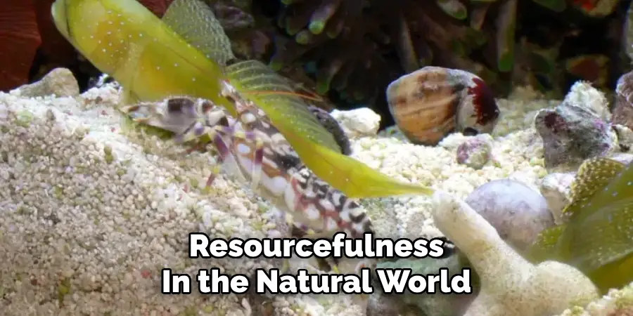 Resourcefulness
In the Natural World