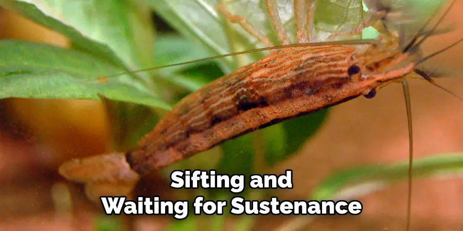 Sifting and
Waiting for Sustenance