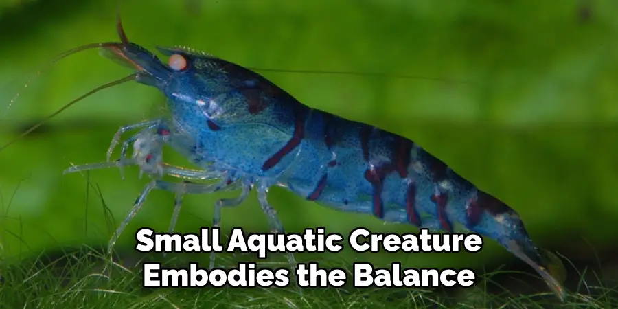 Small Aquatic Creature
Embodies the Balance