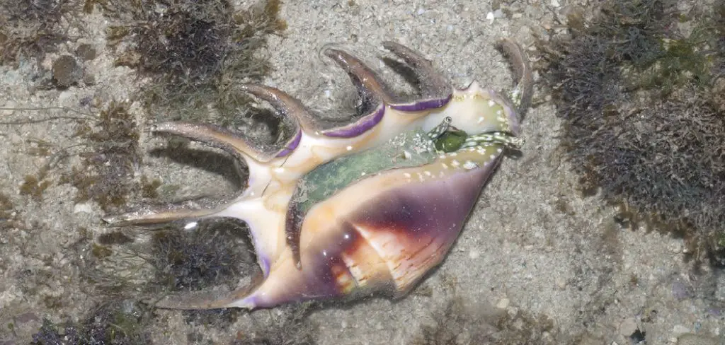 Spider Conch Spiritual Meaning, Symbolism and Totem