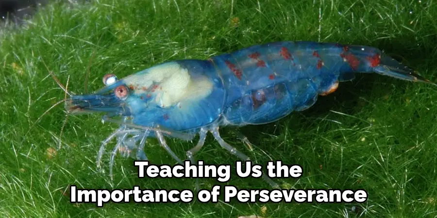 Teaching Us the
Importance of Perseverance