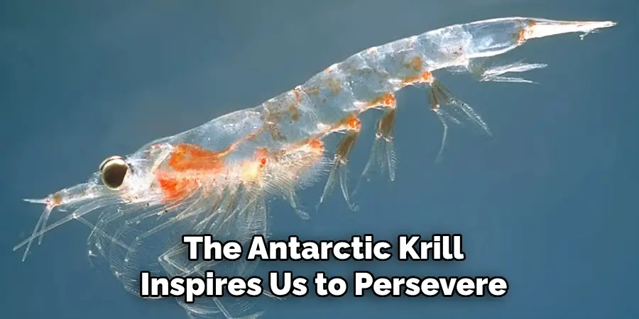 The Antarctic Krill
Inspires Us to Persevere