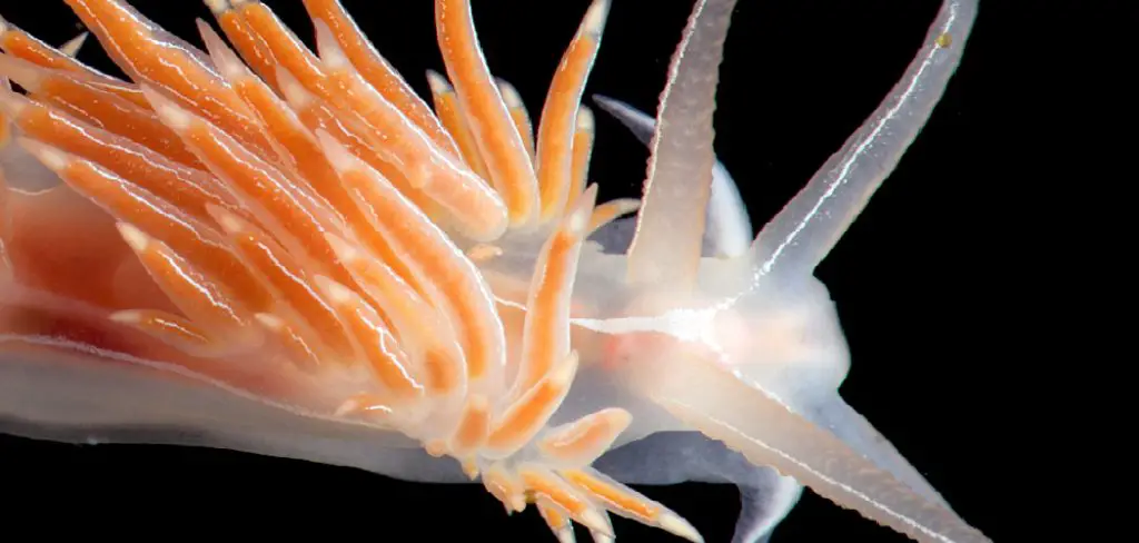 Aeolid Nudibranchs Spiritual Meaning, Symbolism and Totem