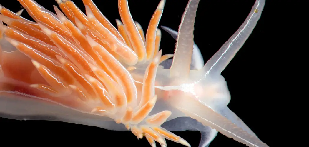 Aeolid Nudibranchs Spiritual Meaning, Symbolism and Totem