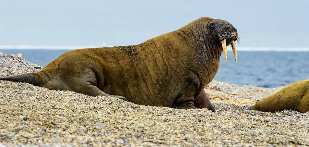 Atlantic Walrus Spiritual Meaning, Symbolism and Totem