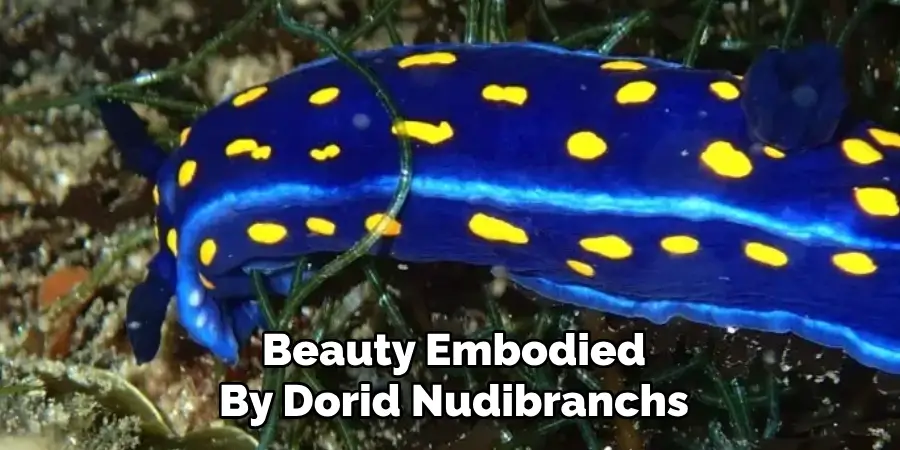 Beauty Embodied
By Dorid Nudibranchs