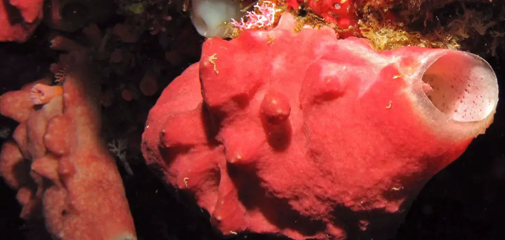 Calcareous Sponge Spiritual Meaning, Symbolism and Totem