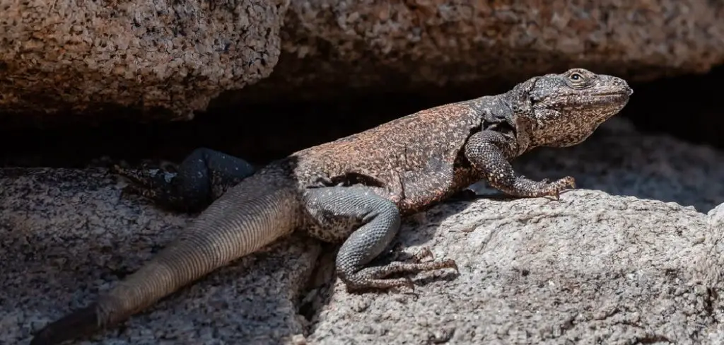 Chuckwalla Spiritual Meaning, Symbolism and Totem