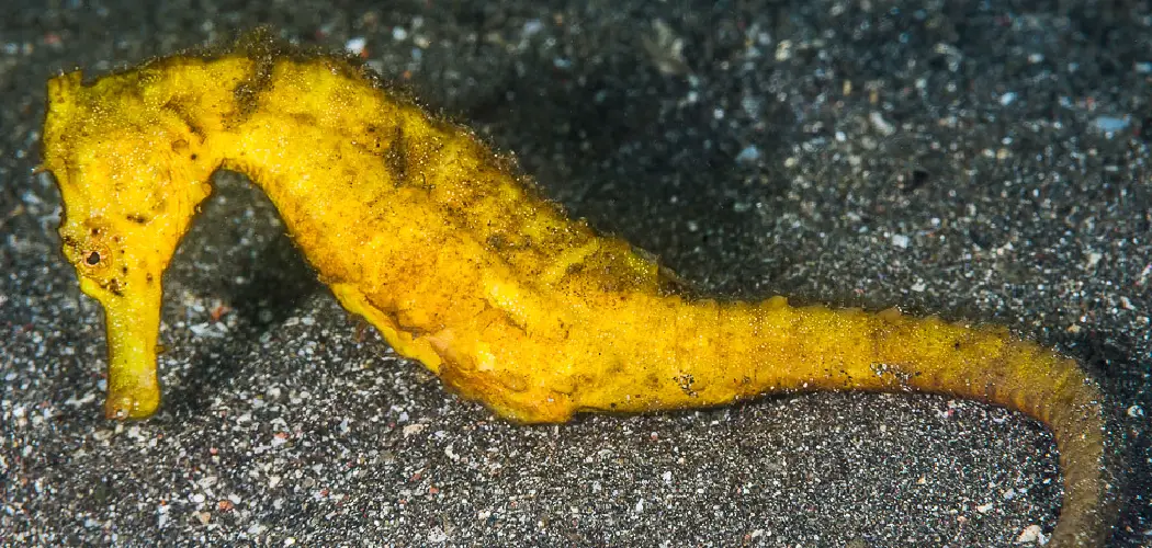 Common Seahorse Spiritual Meaning, Symbolism and Totem