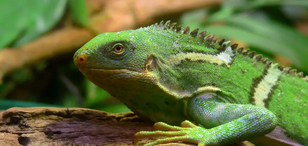Crested Iguana Spiritual Meaning, Symbolism and Totem