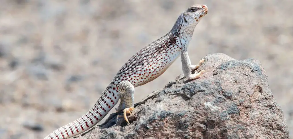 Desert Iguana Spiritual Meaning, Symbolism and Totem