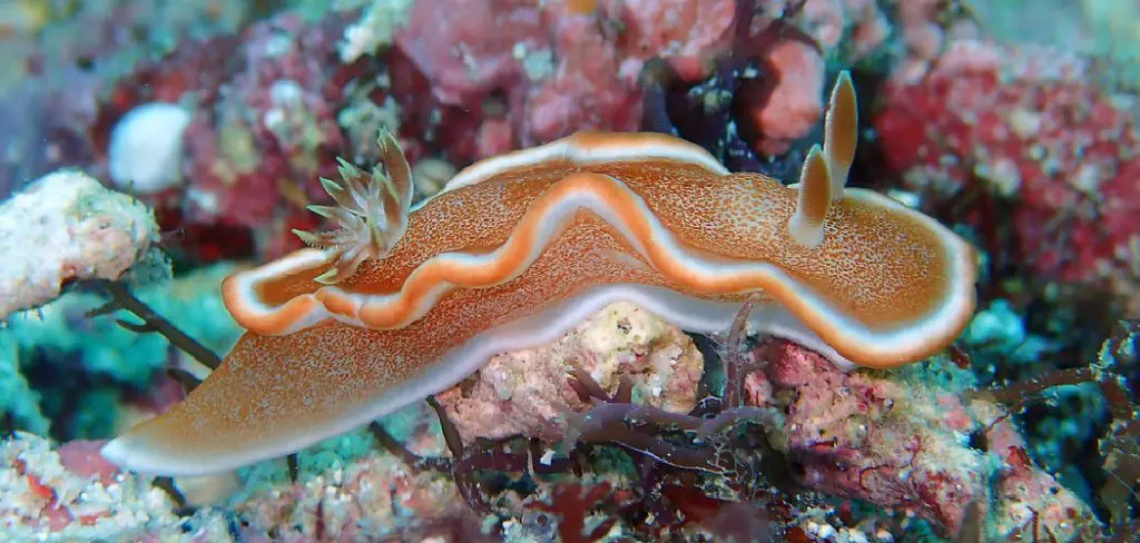 Dorid Nudibranchs Spiritual Meaning, Symbolism and Totem