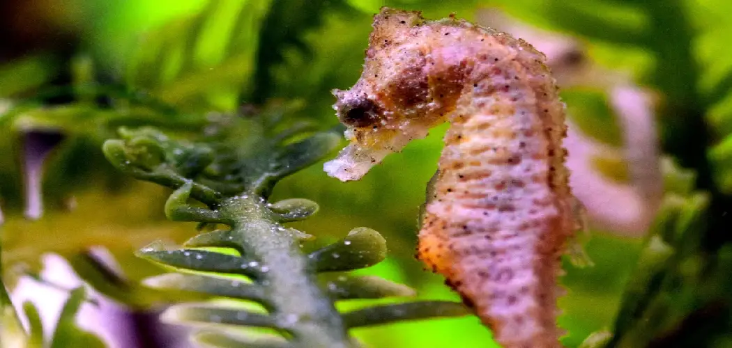 Dwarf Seahorse Spiritual Meaning, Symbolism and Totem
