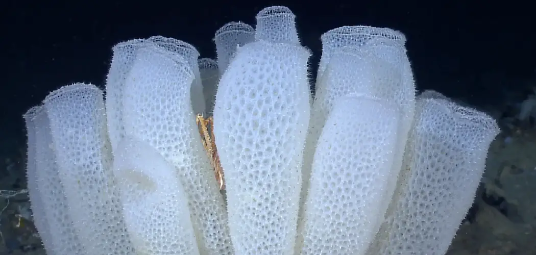 Glass Sponge Spiritual Meaning, Symbolism and Totem