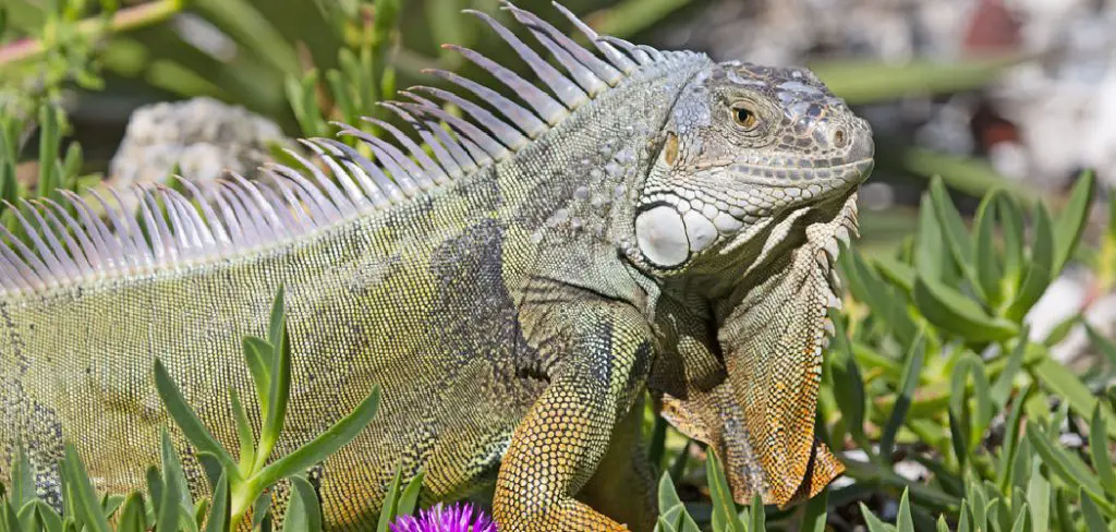 Green Iguana Spiritual Meaning, Symbolism and Totem