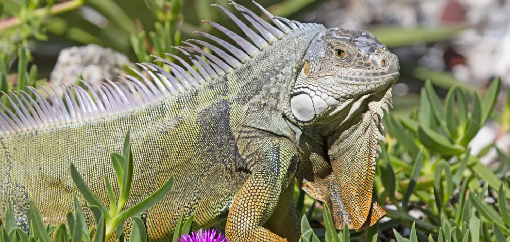 Green Iguana Spiritual Meaning, Symbolism and Totem