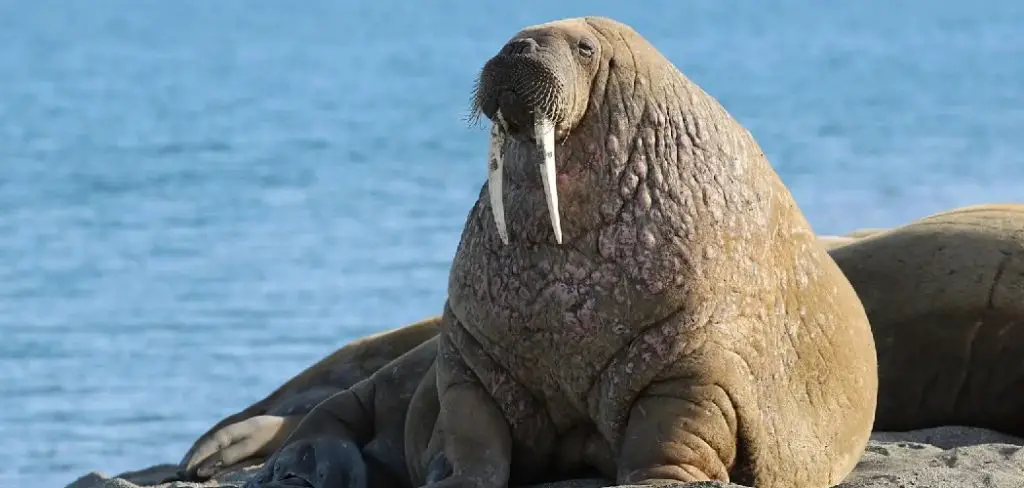 Laptev Walrus Spiritual Meaning, Symbolism and Totem