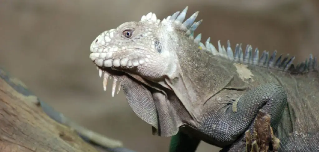 Lesser Antillean Iguana Spiritual Meaning, Symbolism and Totem