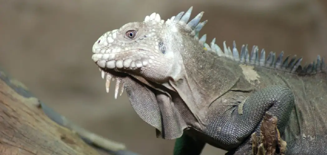Lesser Antillean Iguana Spiritual Meaning, Symbolism and Totem