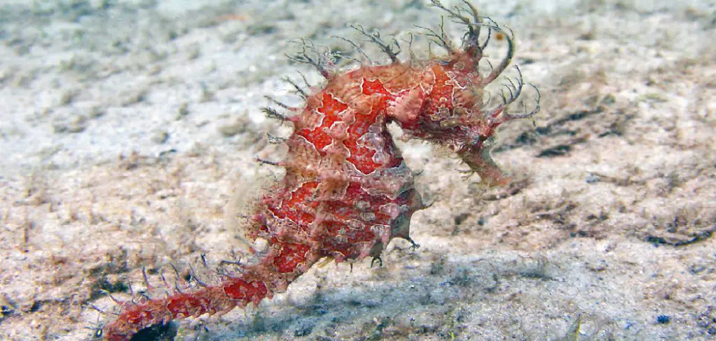 Lined Seahorse Spiritual Meaning, Symbolism and Totem