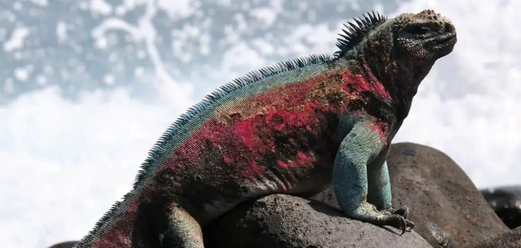 Marine Iguana Spiritual Meaning, Symbolism and Totem