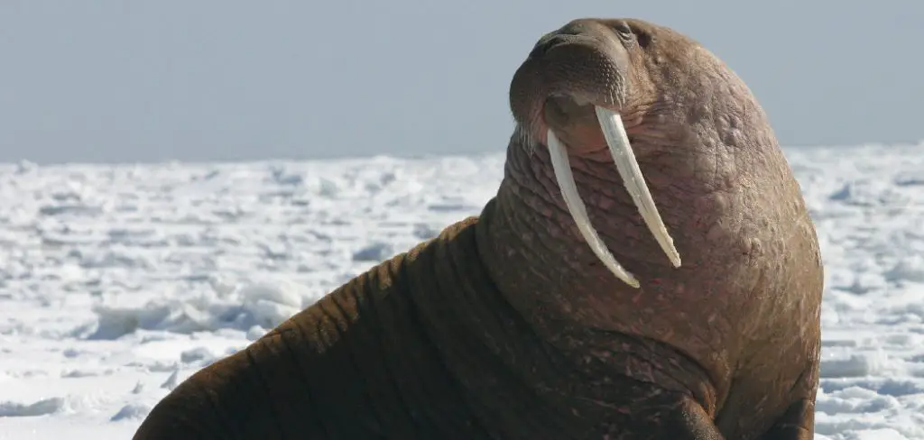 Pacific Walrus Spiritual Meaning, Symbolism and Totem