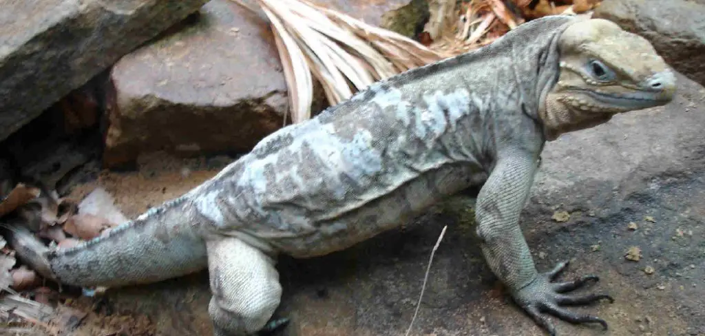 Rhinoceros Iguana Spiritual Meaning, Symbolism and Totem