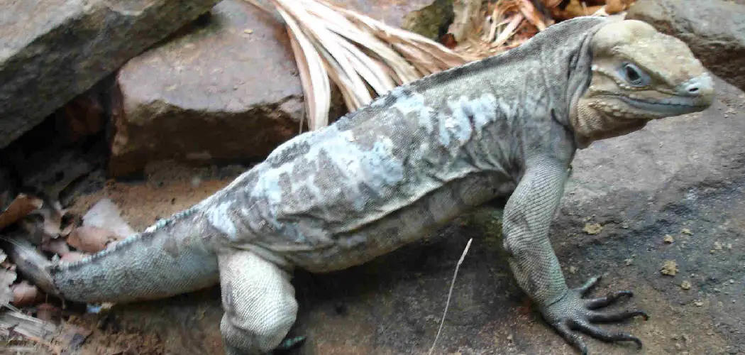Rhinoceros Iguana Spiritual Meaning, Symbolism and Totem