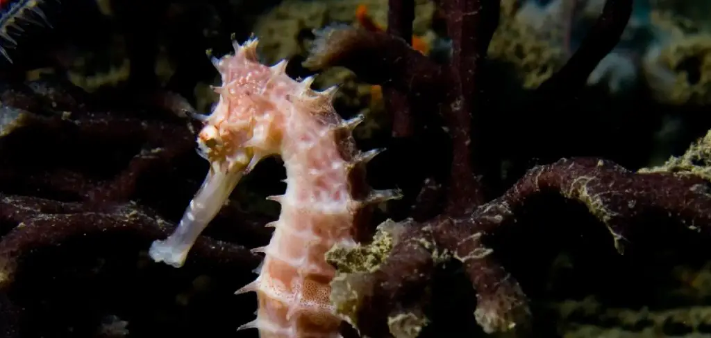 Spiny Seahorse Spiritual Meaning, Symbolism and Totem