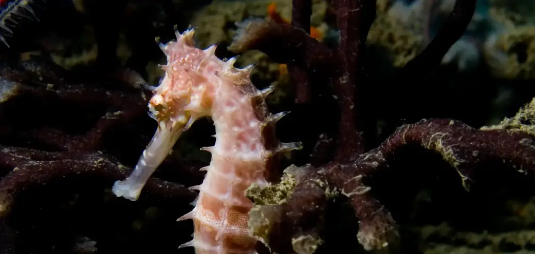 Spiny Seahorse Spiritual Meaning, Symbolism and Totem