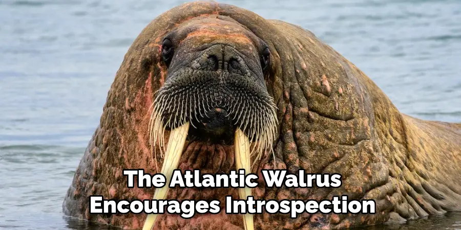 The Atlantic Walrus
Encourages Introspection