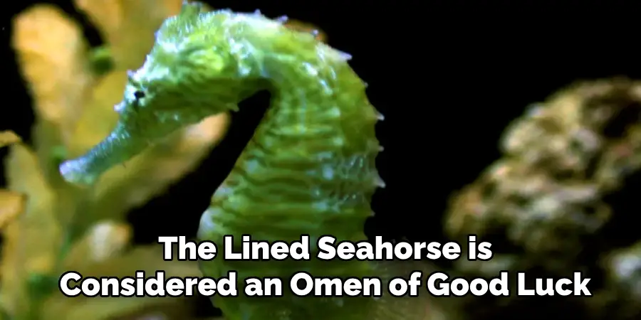 The Lined Seahorse is
Considered an Omen of Good Luck