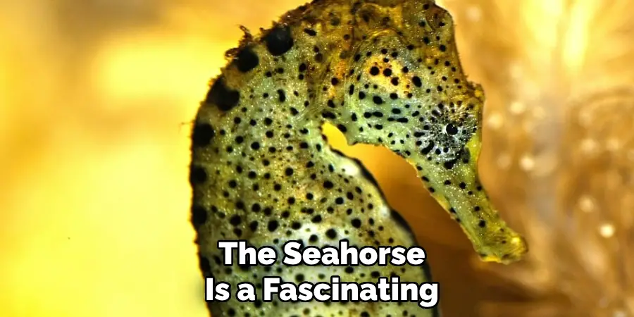 The Seahorse
Is a Fascinating