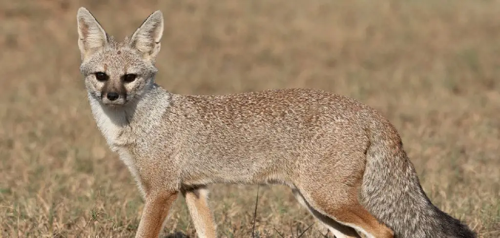 Bengal Fox Spiritual Meaning, Symbolism and Totem