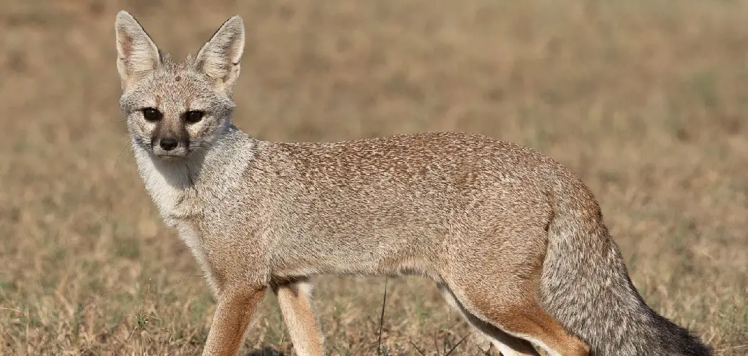 Bengal Fox Spiritual Meaning, Symbolism and Totem