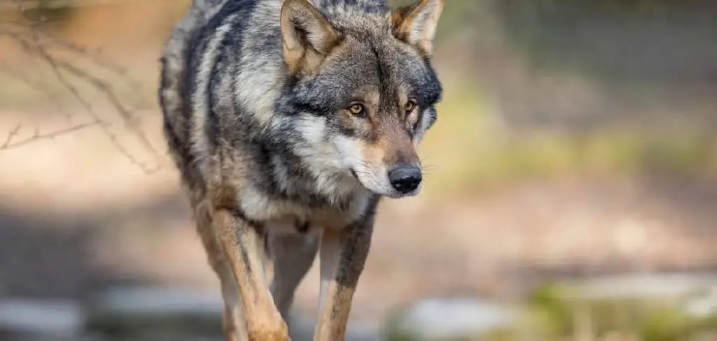 Blanford's Fox Spiritual Meaning