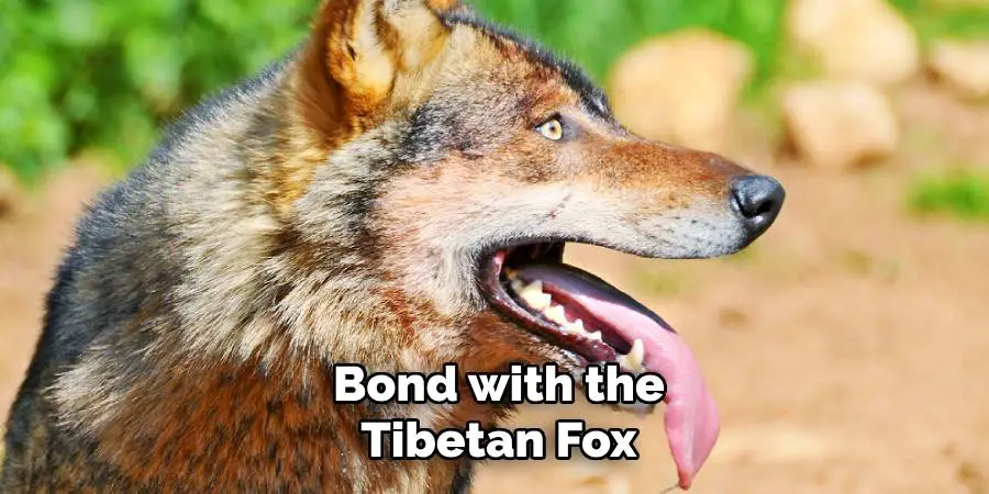 Bond with the Tibetan Fox